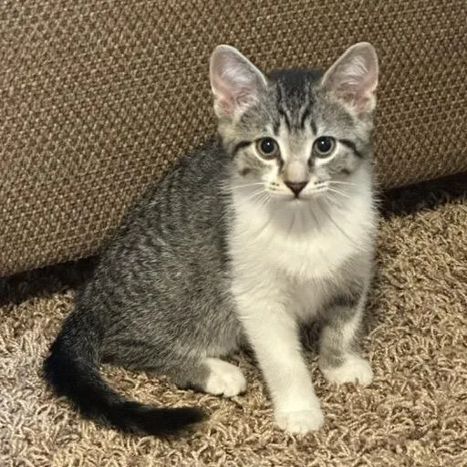 A baby medium-sized male Gray / Blue / Silver Domestic Short Hair cat named Mr. Mitts for adoption in Inver Grove Heights, MN