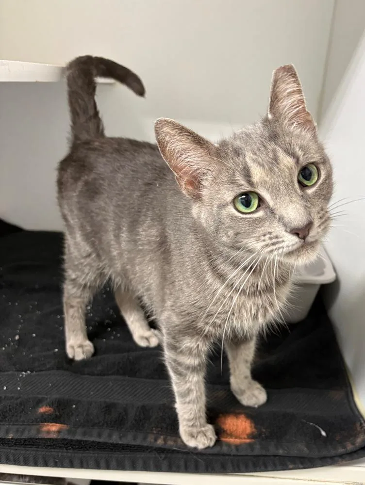 An adult medium-sized female Gray / Blue / Silver Domestic Short Hair cat named Bella for adoption in Rochester, IN