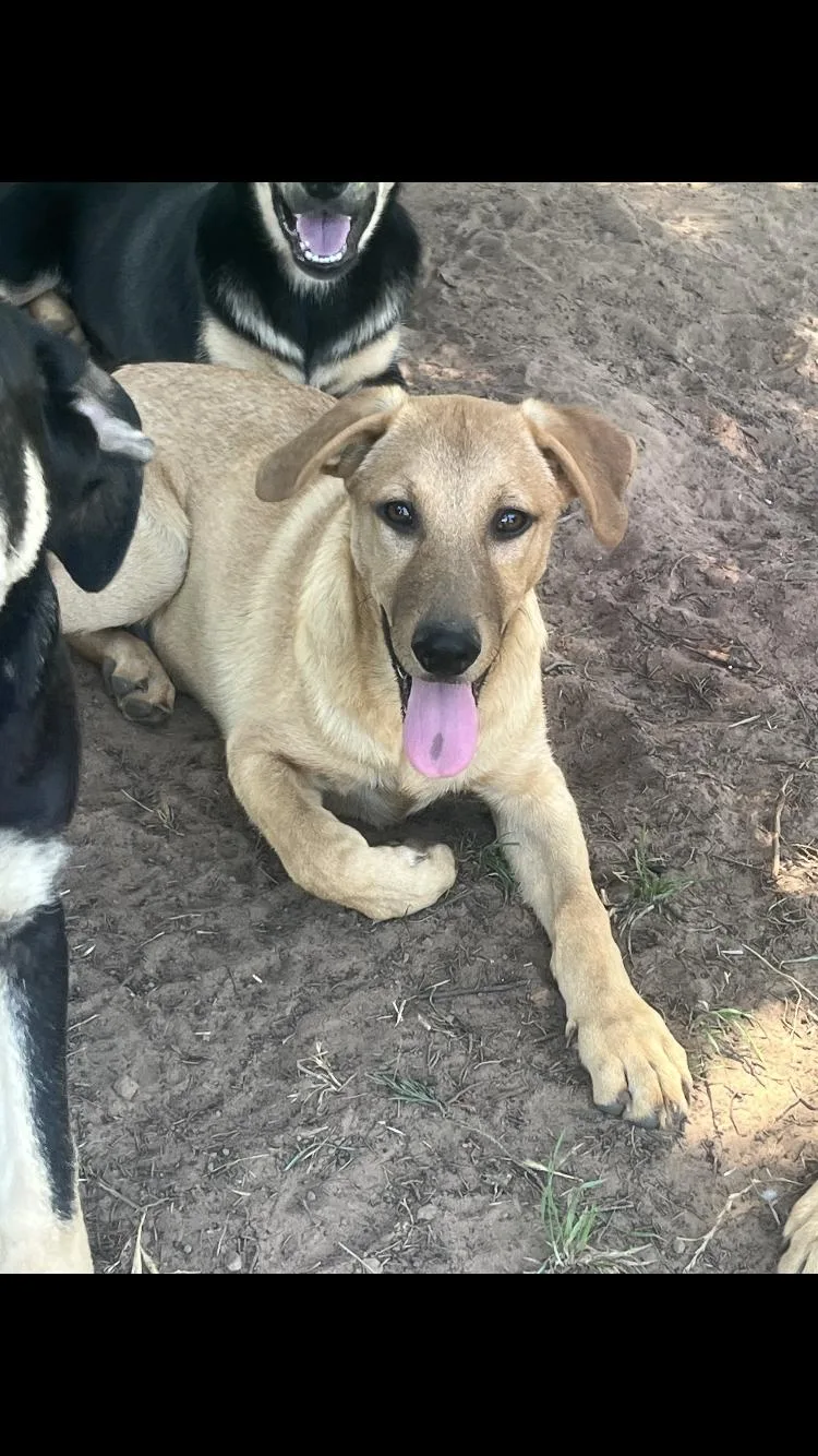 A baby large-sized female Apricot / Beige German Shepherd Dog dog named Amber for adoption in Paradise, TX