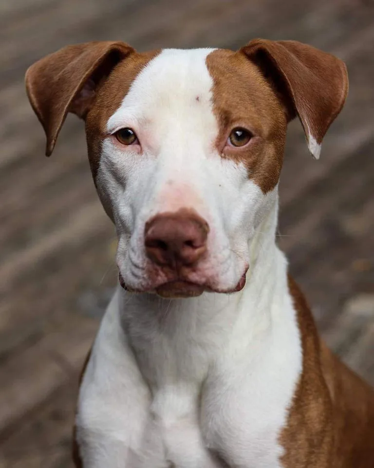 An adult large-sized male Pit Bull Terrier dog named Romaine for adoption in Toledo, OH