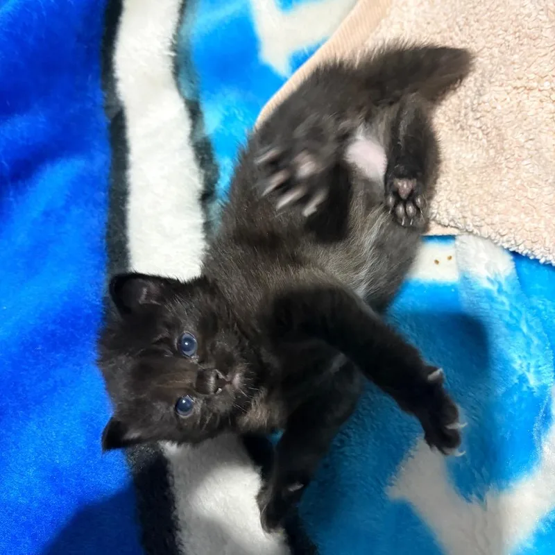 A baby small-sized female Domestic Short Hair cat named Ollie for adoption in Portage, MI