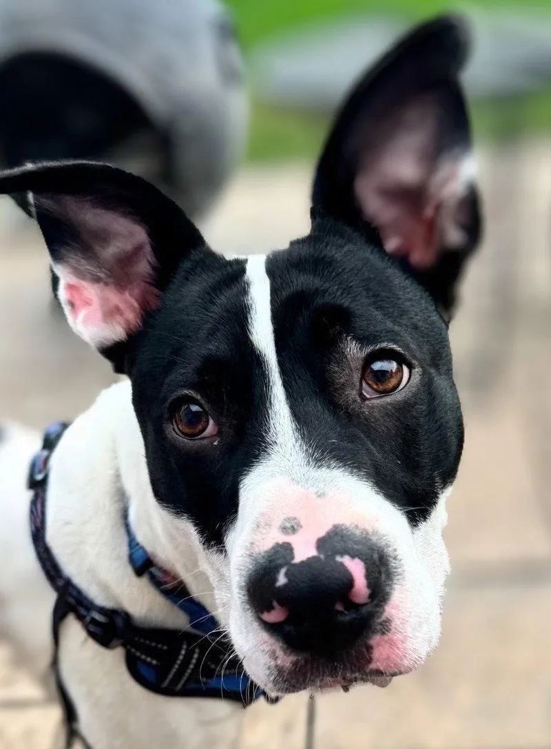 A young large-sized male Labrador Retriever dog named Rocco James for adoption in Berwick, PA