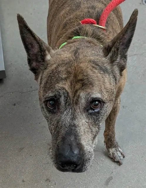 An adult large-sized male Pit Bull Terrier dog named Vincent for adoption in Tucson, AZ