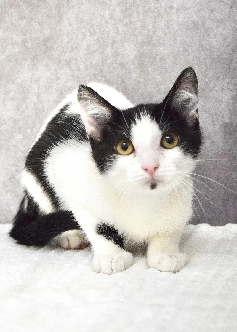 A baby medium-sized male Black & White / Tuxedo Domestic Short Hair cat named Rocket for adoption in Dublin, CA