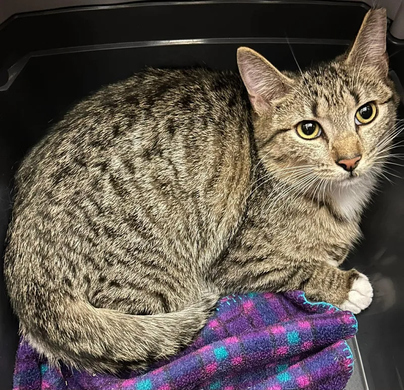 A young medium-sized male Tabby (Buff / Tan / Fawn) Tabby cat named Mojito for adoption in Gladstone, OR