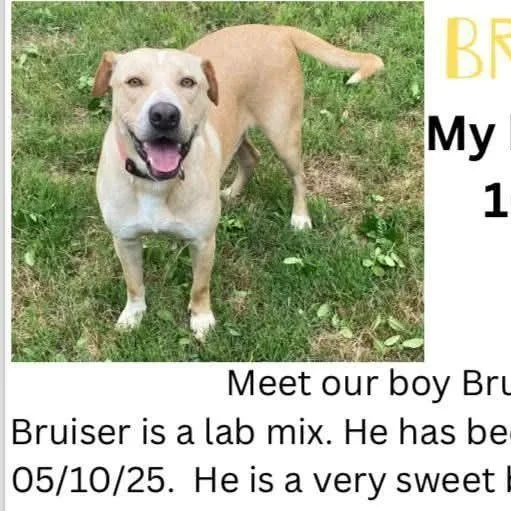 A young medium-sized male Labrador Retriever dog named Bruiser for adoption in Denison, TX