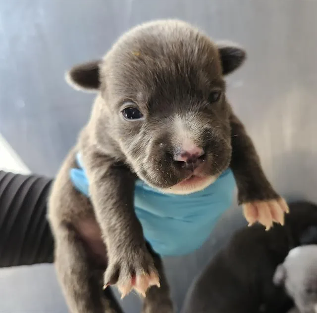 A baby small-sized male American Staffordshire Terrier dog named Artemis for adoption in San Antonio, TX
