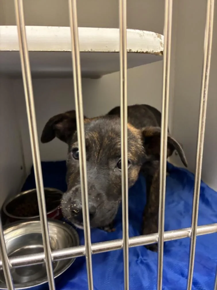 A baby small-sized female Labrador Retriever dog named Brownie for adoption in Texas City, TX