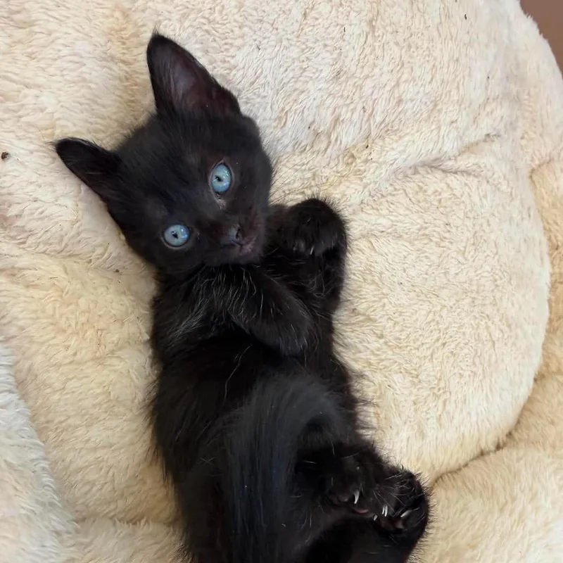 A baby small-sized female Black Domestic Short Hair cat named Coco Puff  Brown for adoption in Ferndale, WA