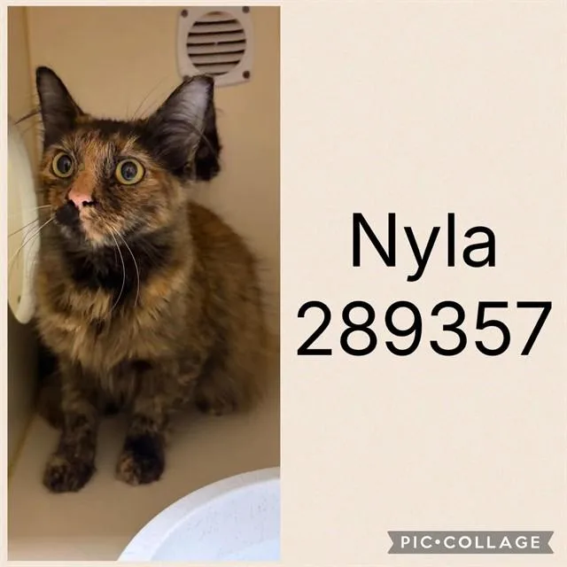 A young large-sized female Domestic Short Hair cat named Nyla for adoption in Macon, GA