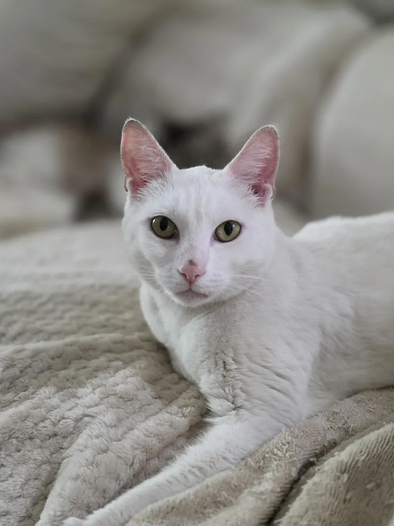 An adult large-sized male Domestic Short Hair cat named Marshmallow for adoption in Rio Linda, CA