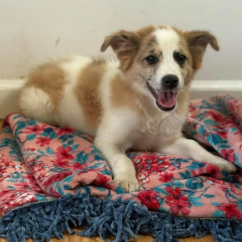 A baby medium-sized male Golden Collie dog named Benny for adoption in Brockport, NY