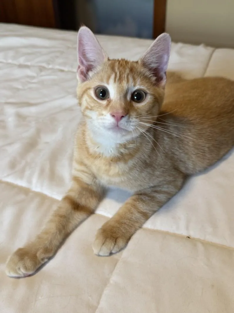 A baby small-sized male Domestic Short Hair cat named Benjamin Bunny for adoption in Hagerstown, MD