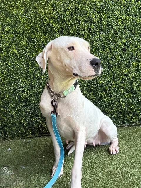 An adult large-sized female Dogo Argentino dog named Guarina for adoption in Naples, FL