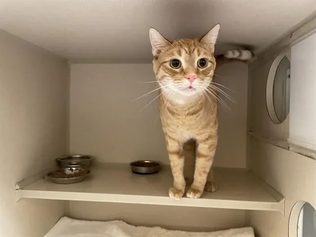 A young small-sized male Domestic Short Hair cat named Butters for adoption in Denver, CO