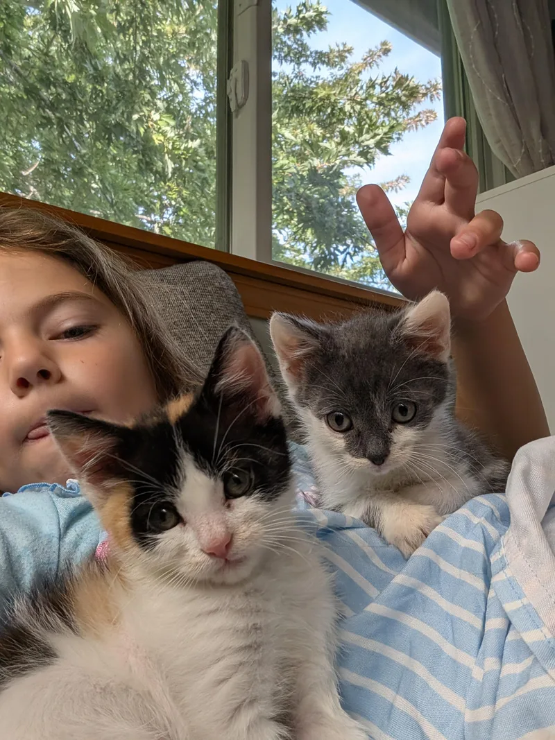 A young medium-sized female Calico cat named Lavender for adoption in Kennewick, WA