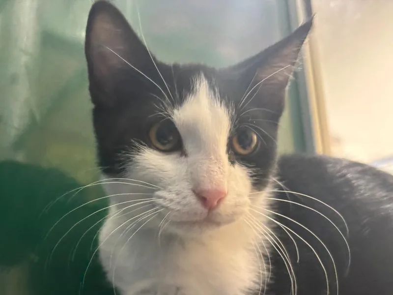 A baby small-sized male Domestic Short Hair cat named Jim Halpert for adoption in Powell, OH