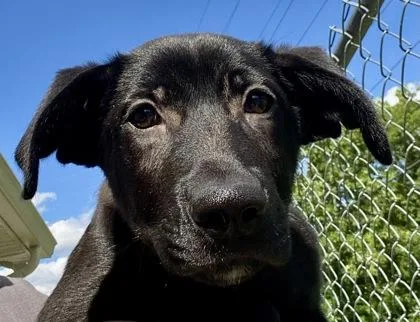 A young medium-sized male Black Shepherd dog named Clay for adoption in Glasgow, KY