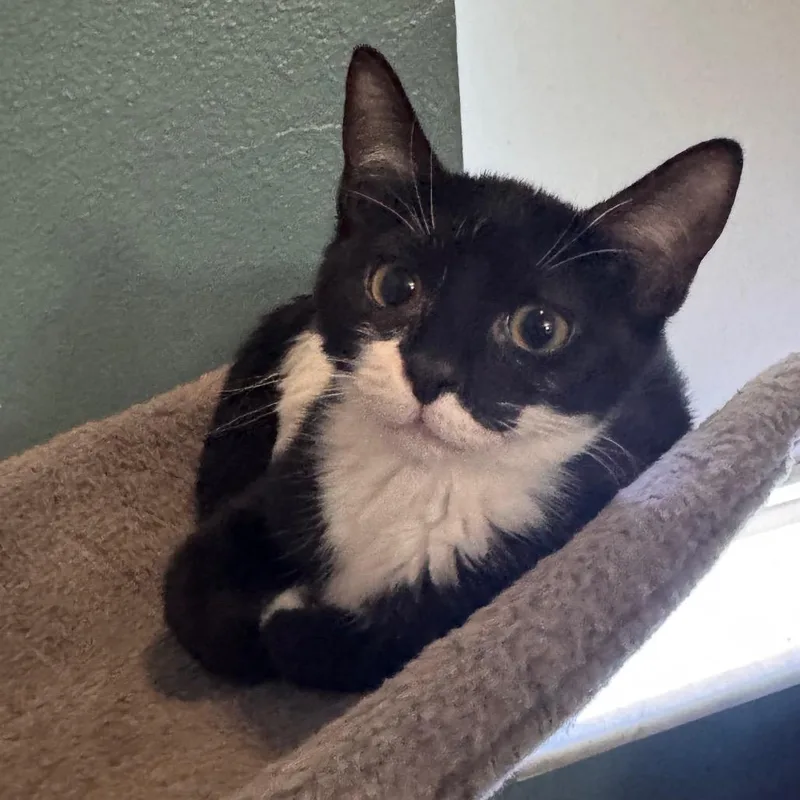 A baby small-sized female Black Domestic Short Hair cat named Junior Mint for adoption in TITUSVILLE, FL