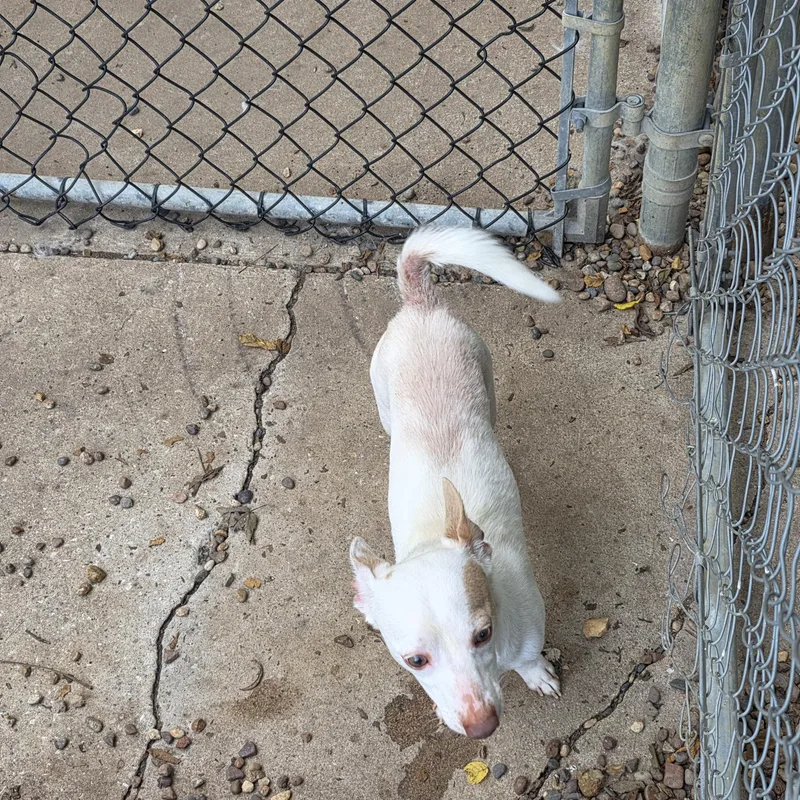 An adult small-sized male White / Cream Chiweenie dog named Jefferson for adoption in Wever, IA