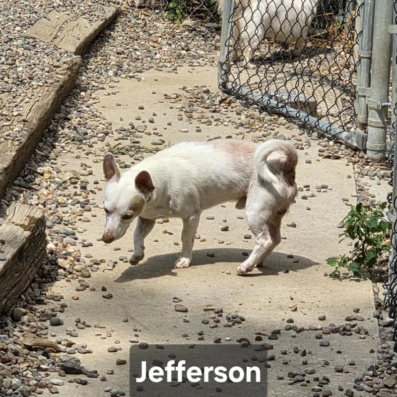 Jefferson thumbnail 3