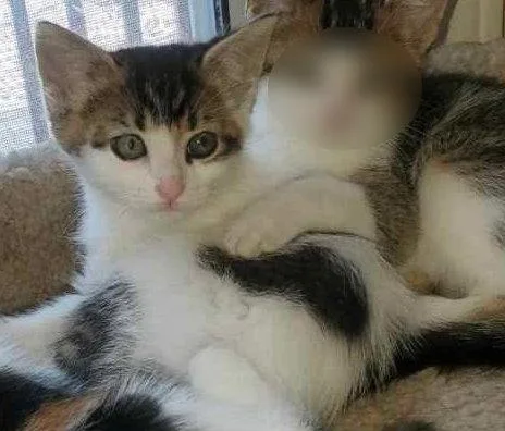 A baby medium-sized male Calico cat named Fg Litter Cyrus for adoption in Livonia, MI