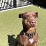 An adult small-sized male Miniature Pinscher dog named Murdoch for adoption in Santa Cruz, CA