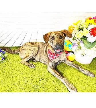 An adult medium-sized male Brindle Labrador Retriever dog named Camp for adoption in Castro Valley, CA