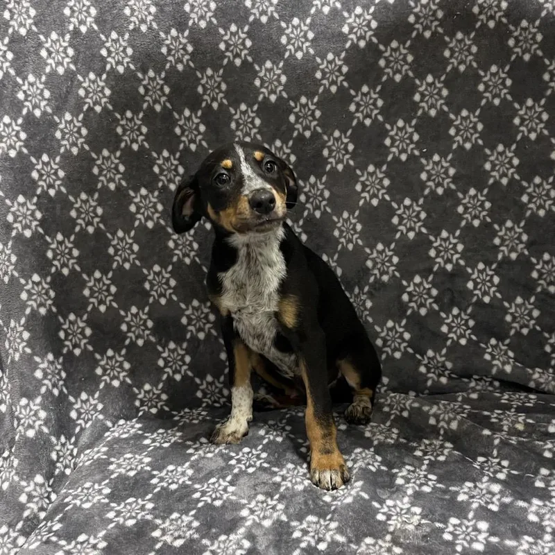 A baby small-sized male Black Australian Cattle Dog / Blue Heeler dog named Zucchini for adoption in Hattiesburg, MS