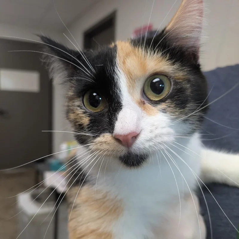 Maeve