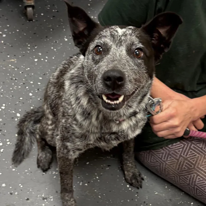 An adult medium-sized female Black Mixed Breed dog named Morrigan for adoption in Columbiana, AL