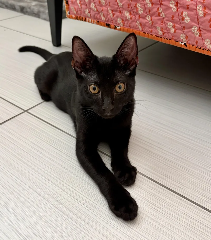 A baby medium-sized male Black Domestic Short Hair cat named Raven for adoption in Austin, TX
