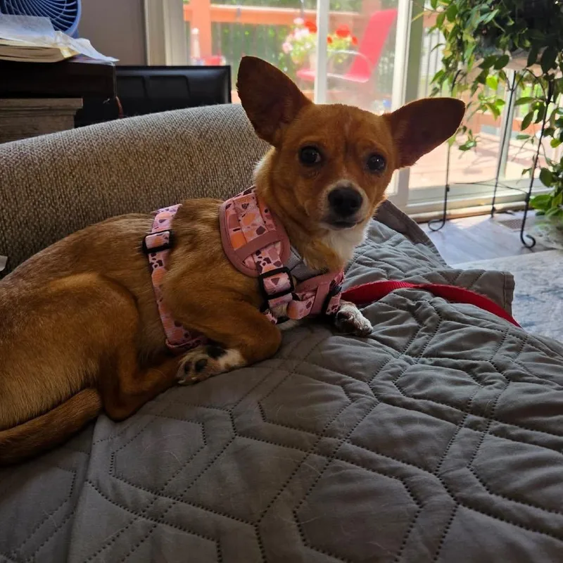 Peaches thumbnail 2
