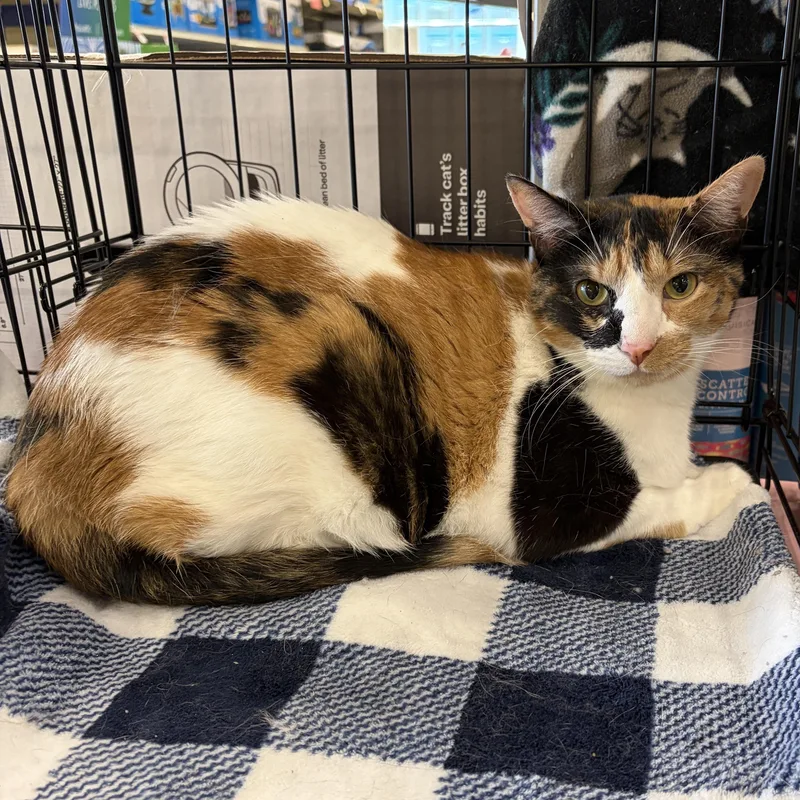 An adult large-sized female Calico Domestic Short Hair cat named Roxy for adoption in Houston, TX
