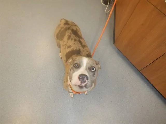 A young medium-sized female Pit Bull Terrier dog named Tiramisu for adoption in San Jose, CA