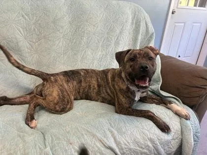 A young medium-sized female Mixed Breed dog named Ducky for adoption in Bloomsburg, PA