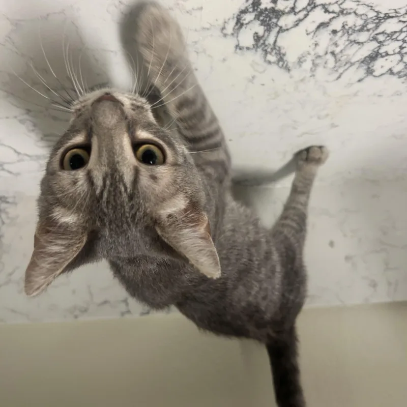 A baby medium-sized female Tabby (Gray / Blue / Silver) Domestic Short Hair cat named Sour Patch Watermelon for adoption in Davis, CA