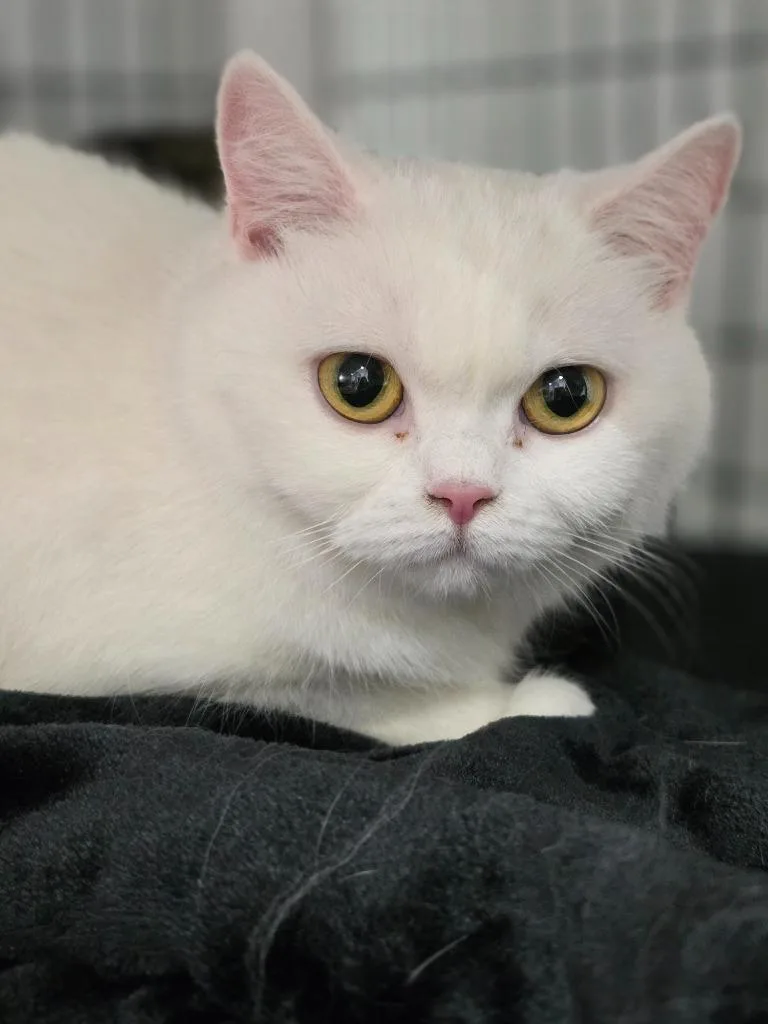 An adult medium-sized female British Shorthair cat named Violet for adoption in Ewing, NJ