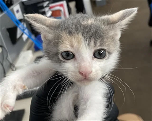 A baby medium-sized female Domestic Short Hair cat named Frida for adoption in Dallas, TX