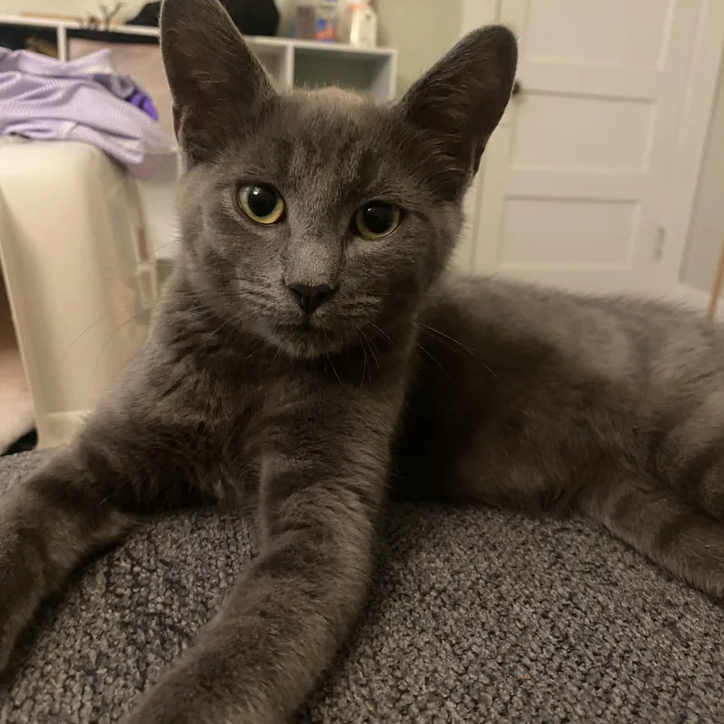 A baby small-sized male Gray / Blue / Silver Domestic Short Hair cat named Wuzzy for adoption in King George, VA