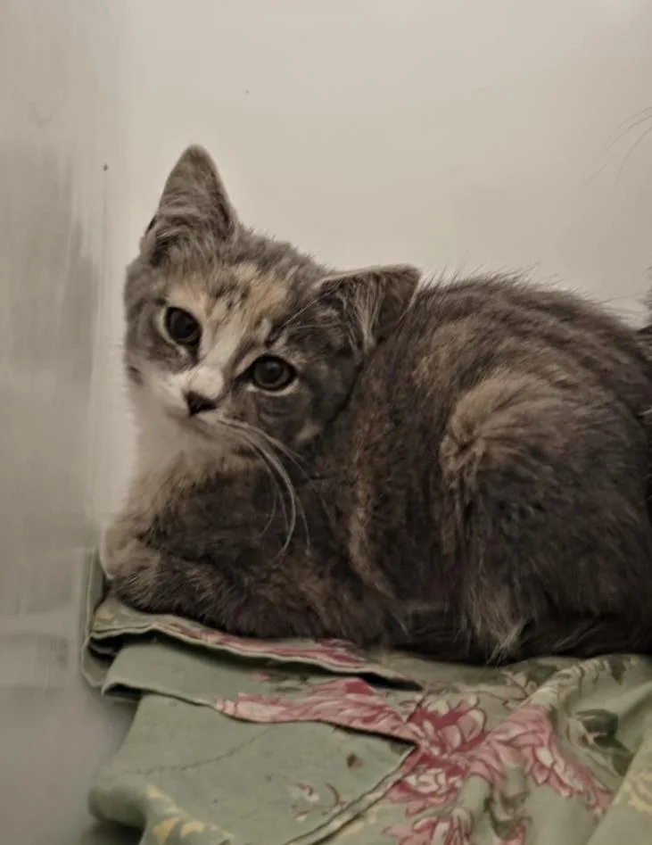 A baby small-sized female Domestic Short Hair cat named Zeta for adoption in Hagerstown, MD