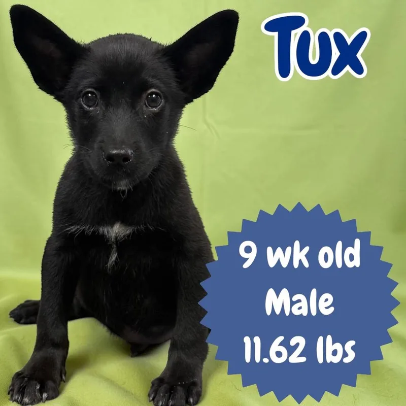 Tux