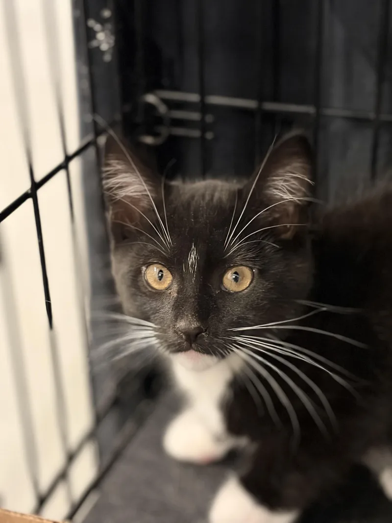 A baby medium-sized female Black & White / Tuxedo Domestic Short Hair cat named Batgirl for adoption in Independence, OH