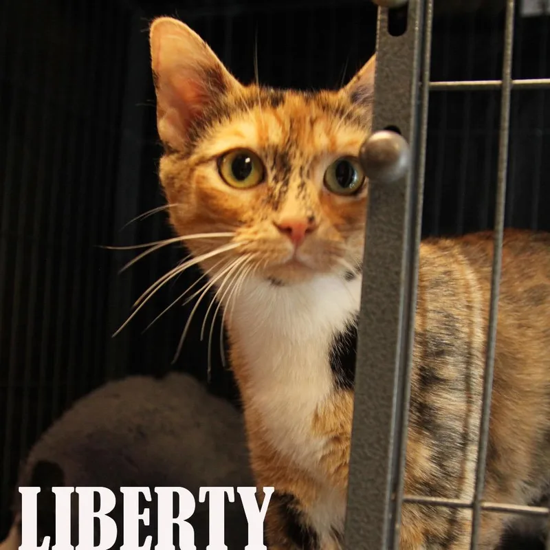An adult medium-sized female Tortoiseshell Domestic Short Hair cat named Liberty for adoption in Mooresville, NC