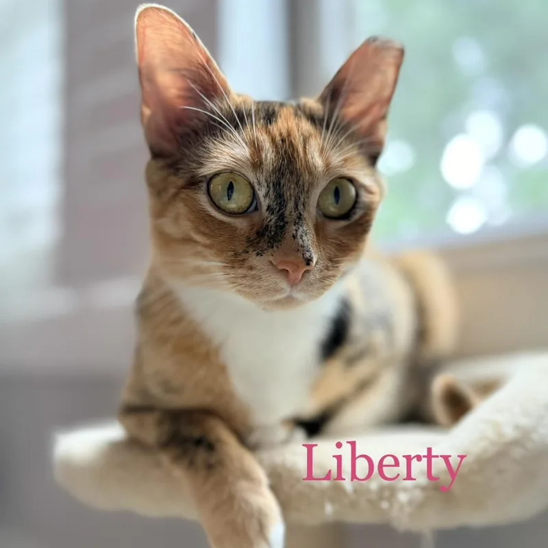 Liberty thumbnail 2