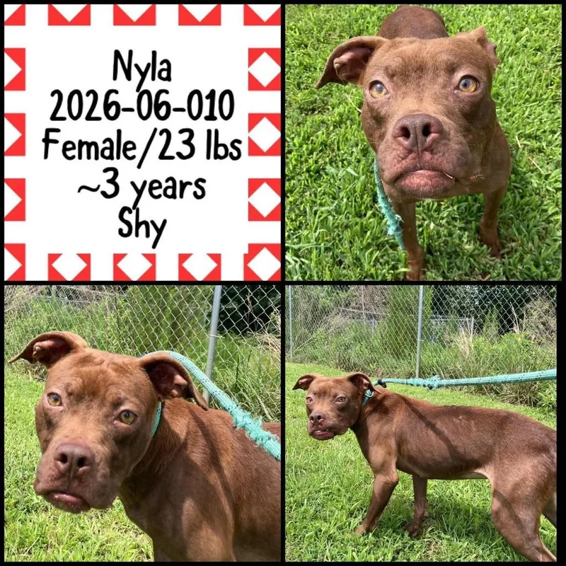 An adult medium-sized female Pit Bull Terrier dog named Nyla for adoption in Winder, GA
