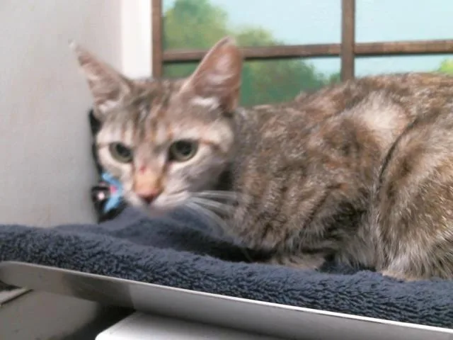 A young medium-sized female Domestic Short Hair cat named Hattie for adoption in Houston, TX