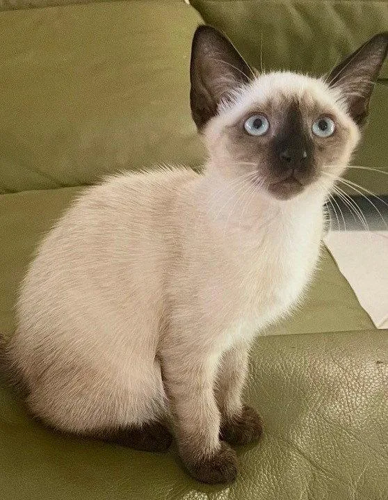 A baby medium-sized male Siamese cat named Mike & Magic for adoption in Oakland Park, FL