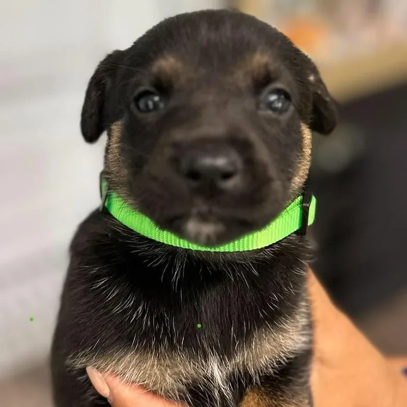 A baby small-sized female Black German Shepherd Dog dog named Genova for adoption in Tampa, FL