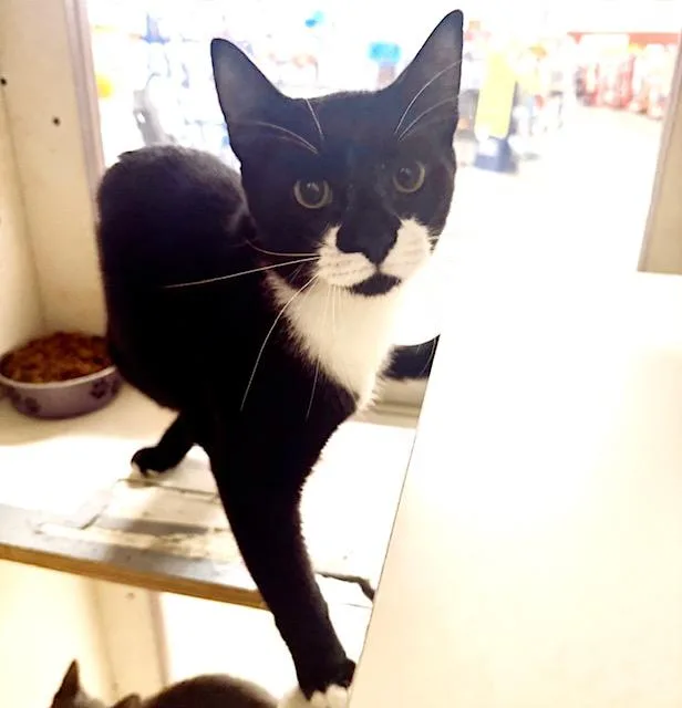 A baby medium-sized male Tuxedo cat named Tommy  bonded with for adoption in Philadelphia, PA